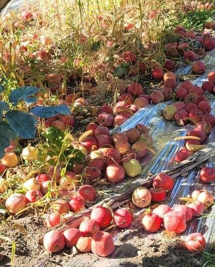 Honeycrisp apples (copy)